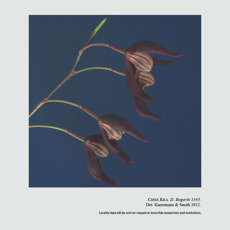 Dracontia hydra